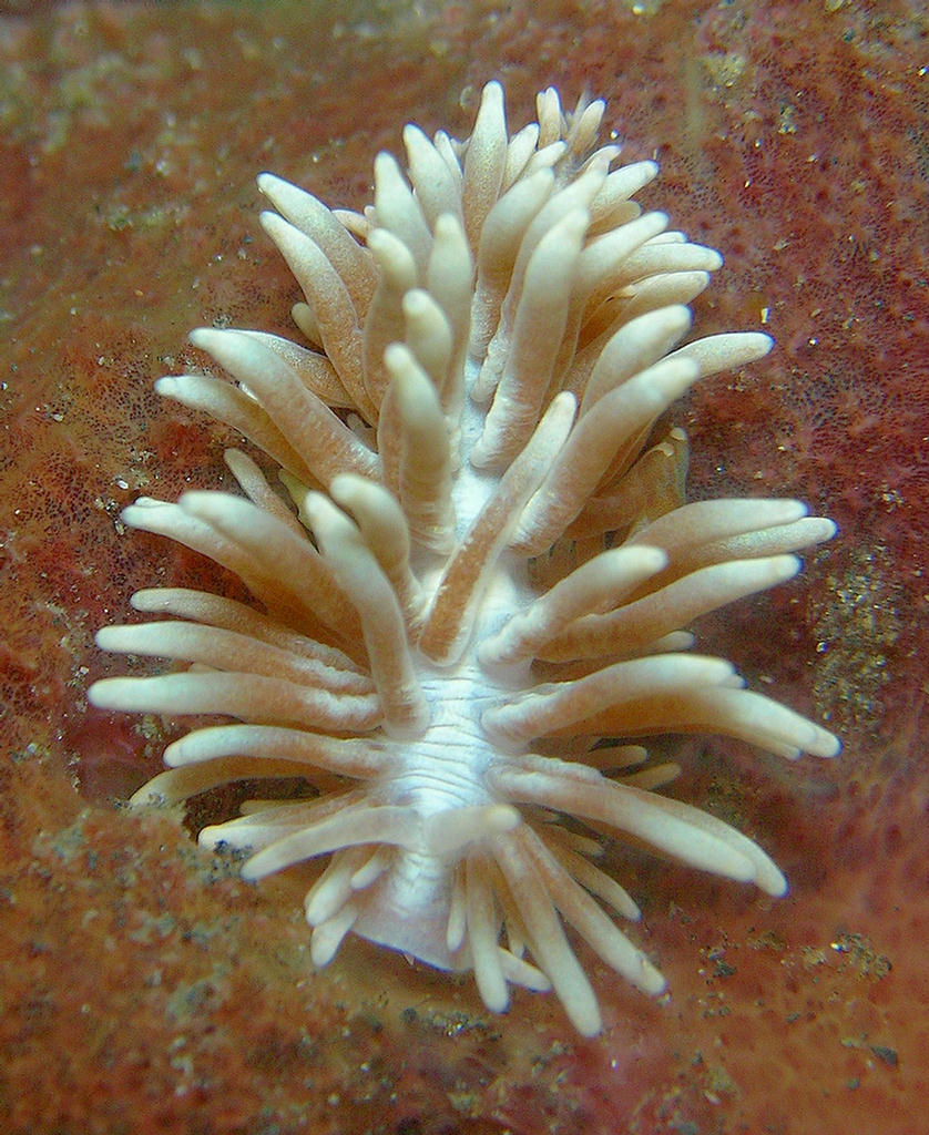 Phyllodesmium serratum